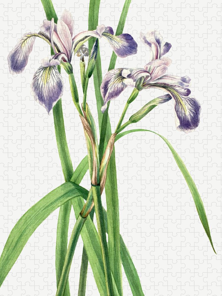 Blueflag Jigsaw Puzzle featuring the drawing Blueflag Iris by Mary Vaux Walcott