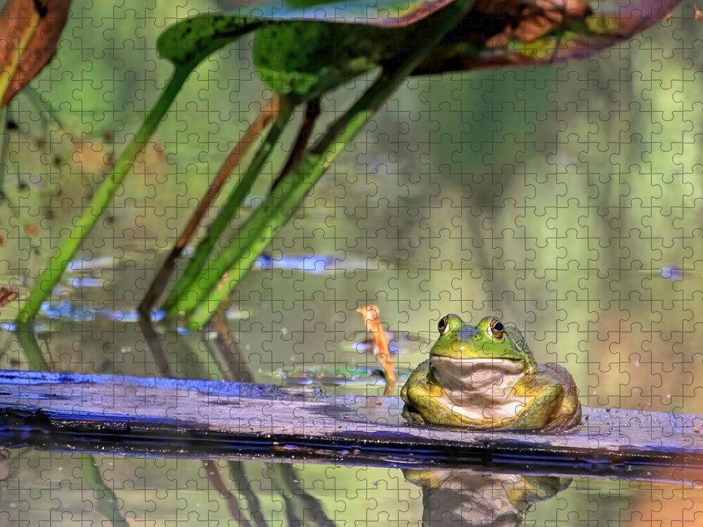 American Bullfrog Jigsaw Puzzle featuring the photograph Boardwalk by Donna Kennedy