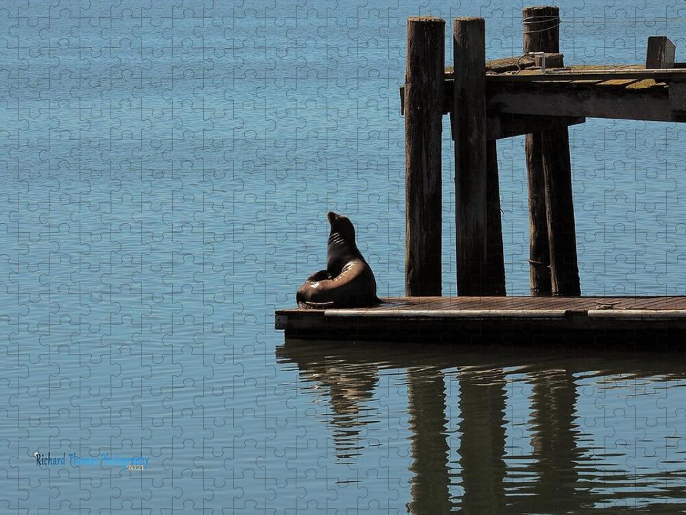 Animal Jigsaw Puzzle featuring the photograph Bodega Bay Seal by Richard Thomas