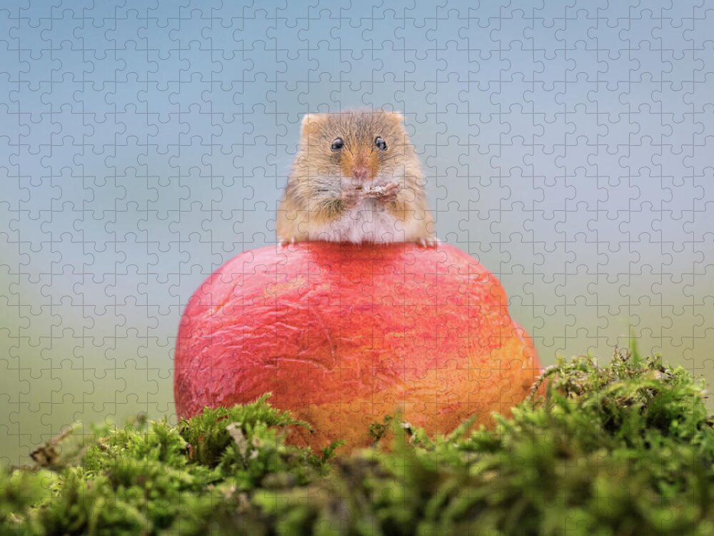 Cute Jigsaw Puzzle featuring the photograph Boss mouse by Erika Valkovicova