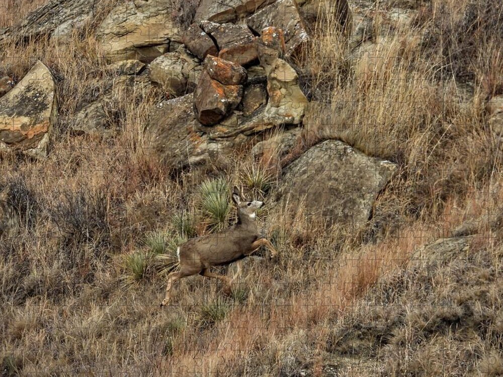 Mule Deer Jigsaw Puzzle featuring the photograph Bounding Up The Hill by Amanda R Wright
