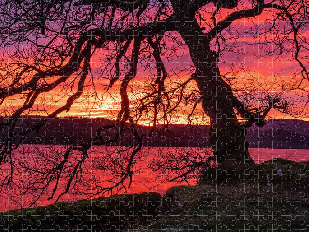 Sunset Jigsaw Puzzle featuring the photograph Branches at sunset by Daniel Letford