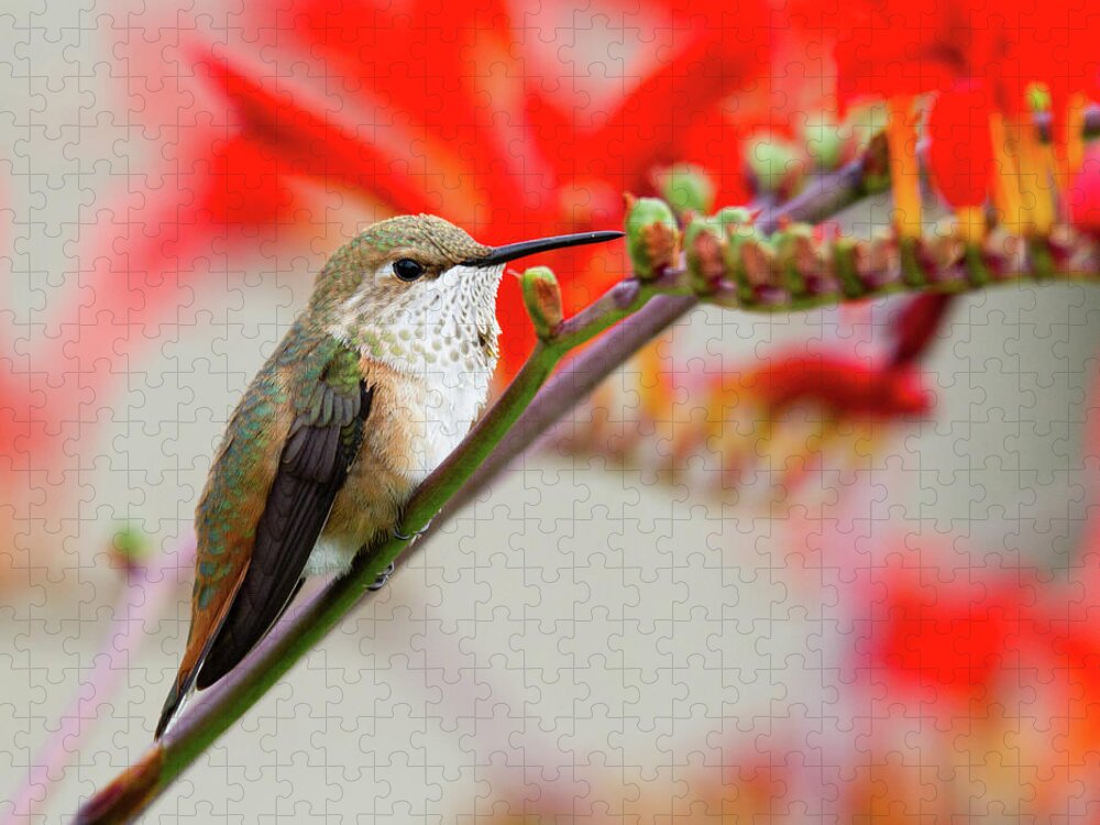 Rufous Jigsaw Puzzle featuring the photograph Breather - Rufous Hummingbird by Belen Bilgic Schneider