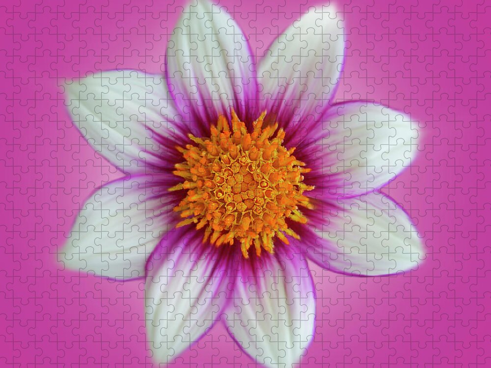 Flower Jigsaw Puzzle featuring the photograph Bright Pink Dahlia Square by Patti Deters