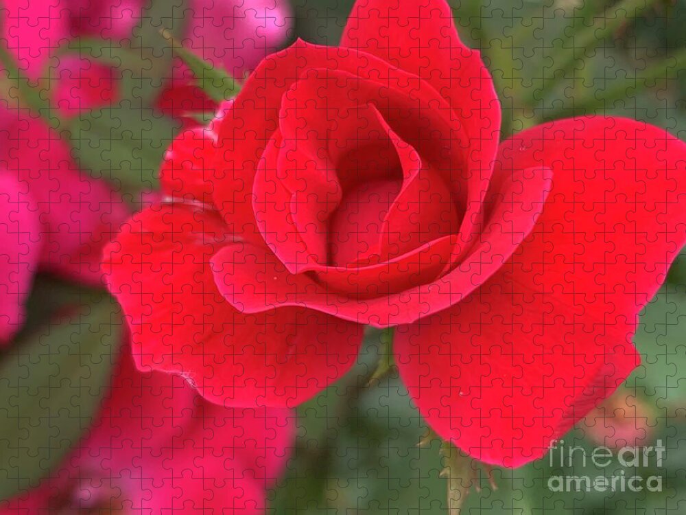 Rose Jigsaw Puzzle featuring the photograph Bright Red Rose by Catherine Wilson
