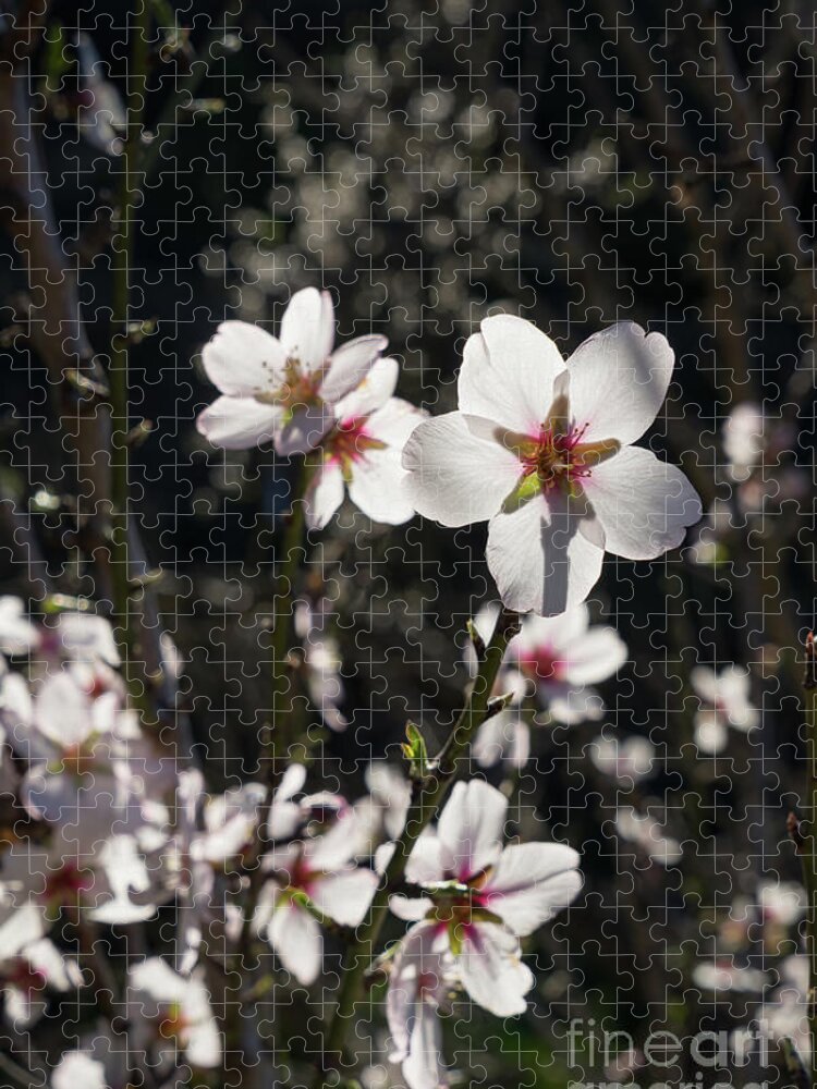 White Flower Jigsaw Puzzle featuring the photograph Bright white almond blossoms in the Mediterranean sunlight by Adriana Mueller