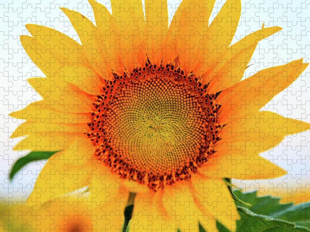 Sunflowers Jigsaw Puzzle featuring the photograph Bright Yellow Sunflower at Sunrise 3 by HawkEye Media