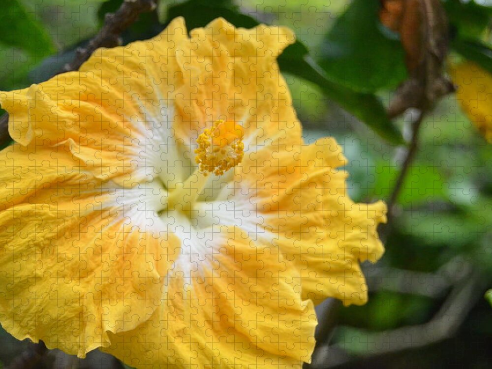 Flower Jigsaw Puzzle featuring the photograph Bright Yellow White Hibiscus by Amy Fose