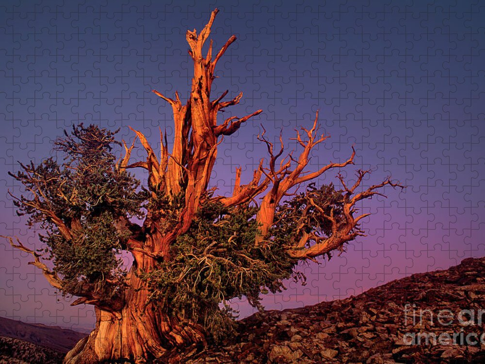 Dave Welling Jigsaw Puzzle featuring the photograph Bristelcone Pine Pinus Longeava Sunset California by Dave Welling