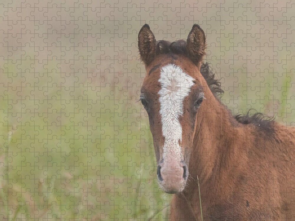 Wild Horse Jigsaw Puzzle featuring the photograph Broadfoot Colt by Holly Ross