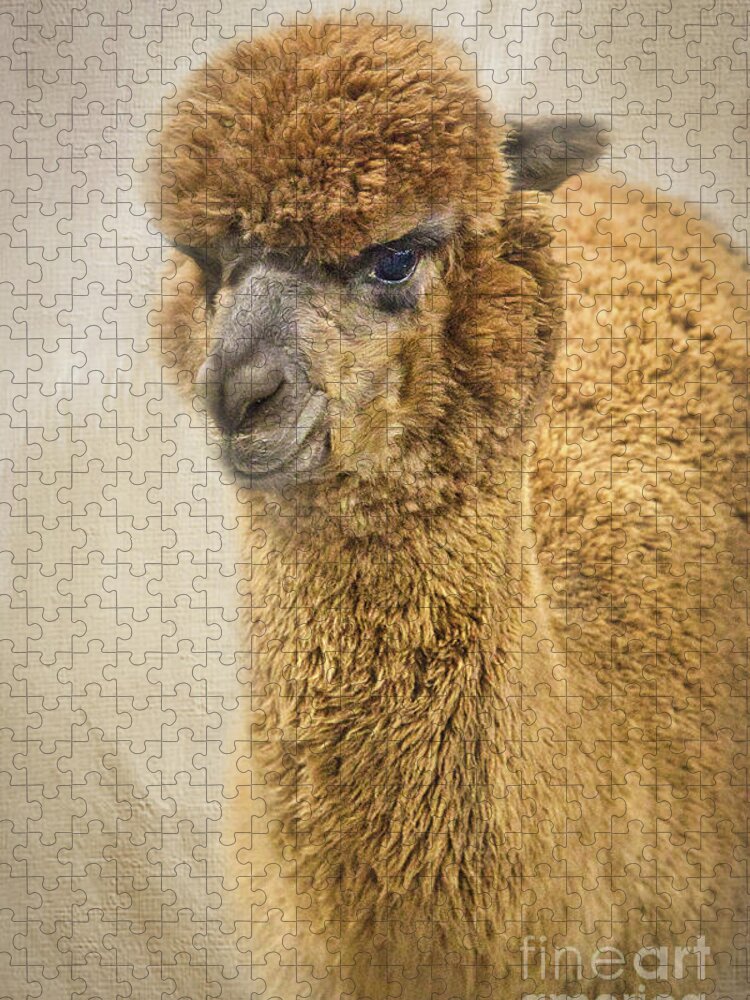 Alpaca Jigsaw Puzzle featuring the photograph Brown Alpaca by Amy Dundon