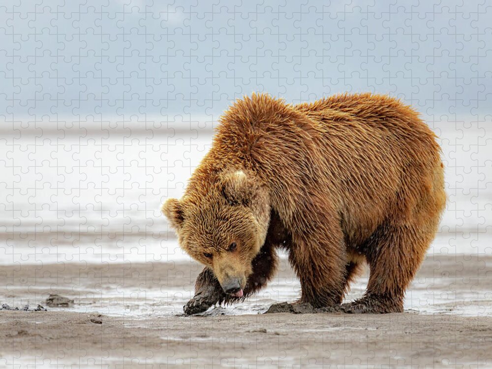 (ursus Arctos) Jigsaw Puzzle featuring the photograph Brown Bear Digging Clams by James Capo