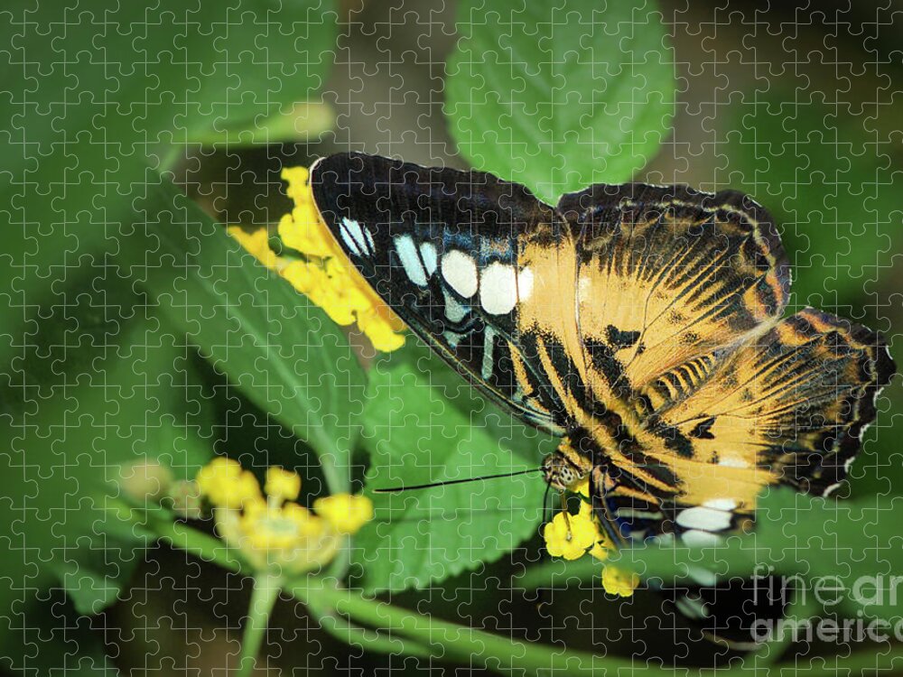 Brown Clipper Jigsaw Puzzle featuring the photograph Brown Clipper Butterfly on Yellow Flower by Nancy Gleason