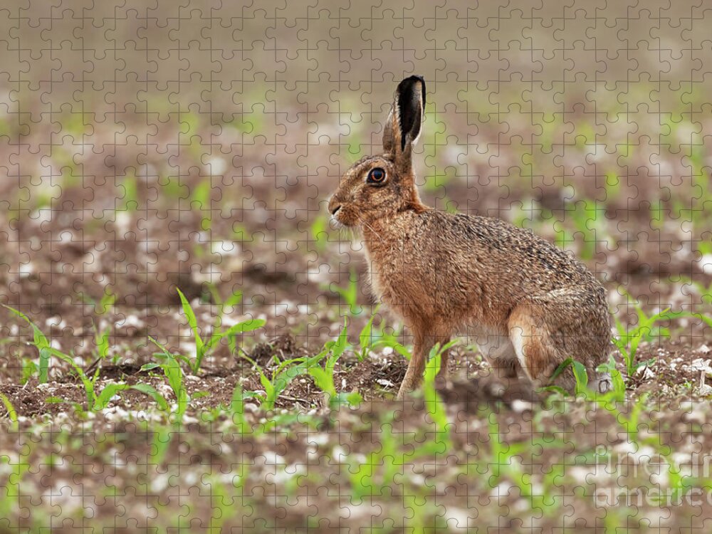 Norfolk Jigsaw Puzzle featuring the photograph Norfolk brown hare at in a field of crops by Simon Bratt