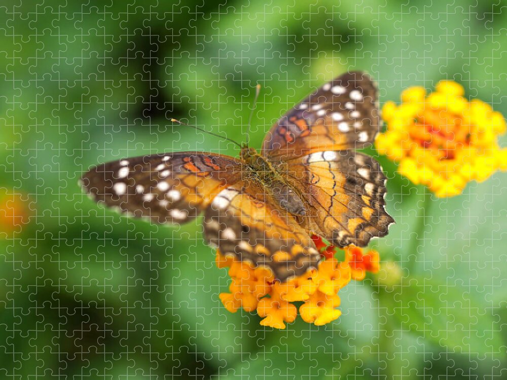 Butterfly Jigsaw Puzzle featuring the photograph Brown Peacock Butterfly by Rona Black