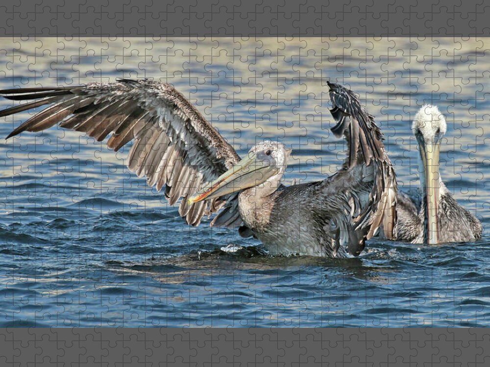  Jigsaw Puzzle featuring the photograph Brown Pelicans #2 by Carla Brennan