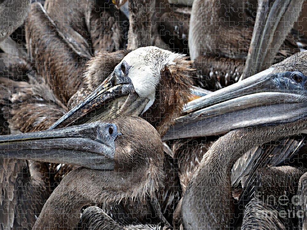Pelican Jigsaw Puzzle featuring the photograph Brown Pelicans by Vivian Krug Cotton