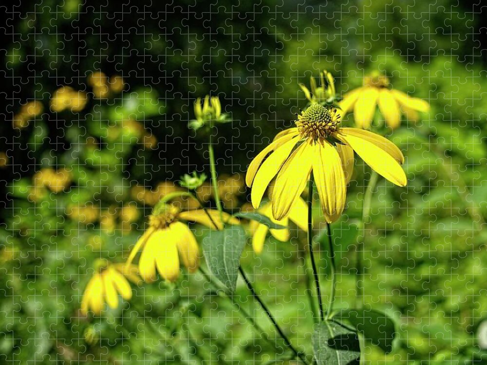 Parfreys Glen Jigsaw Puzzle featuring the photograph Browneyed Susan 2 by Steven Ralser