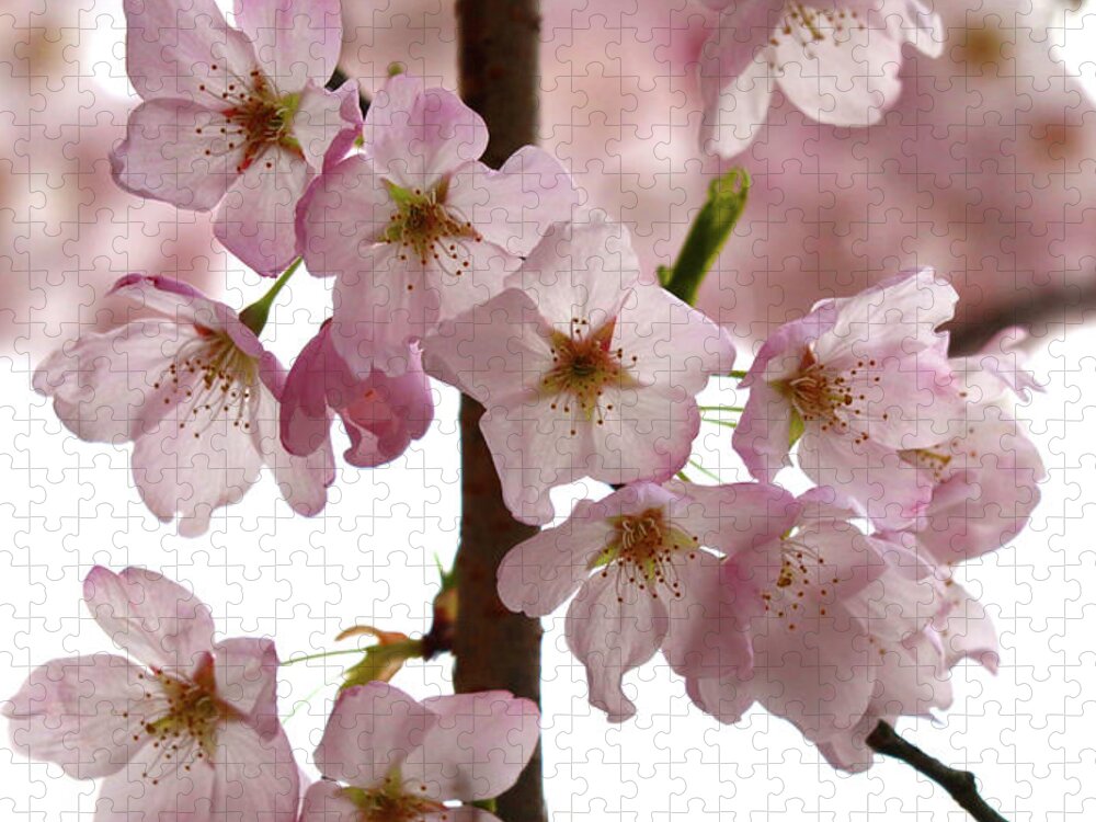 Apple Jigsaw Puzzle featuring the photograph Budding Apple Blossom Power by D Lee