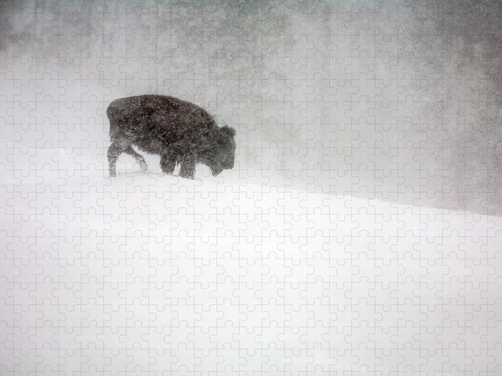 Winter Jigsaw Puzzle featuring the photograph Buffalo in Winter Storm by Craig J Satterlee