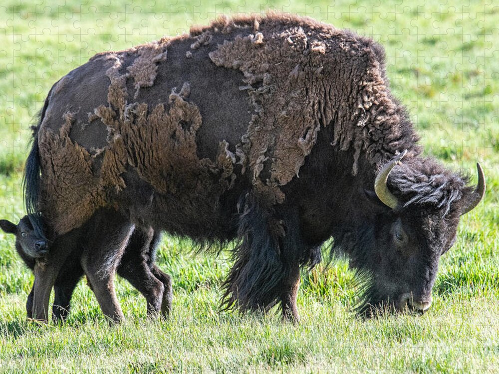 Buffalo With Baby Beefalo Jigsaw Puzzle featuring the digital art Buffalo with baby beefalo by Tammy Keyes