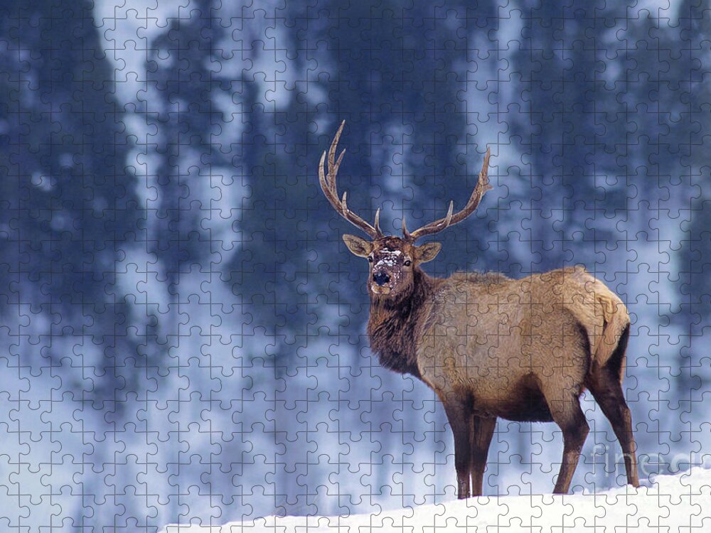 Dave Welling Jigsaw Puzzle featuring the photograph Bull Elk In Snow Cervus Elaphus Wild Wyoming by Dave Welling