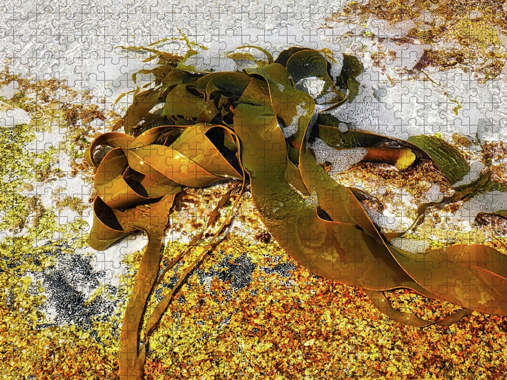 Bull Kelp Jigsaw Puzzle featuring the photograph Bull Kelp Strands by Lexa Harpell