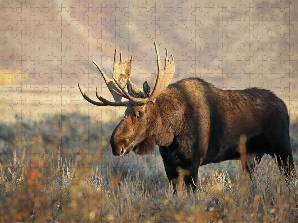 Bull Jigsaw Puzzle featuring the photograph Bull Moose in Morning Light by Jean Clark