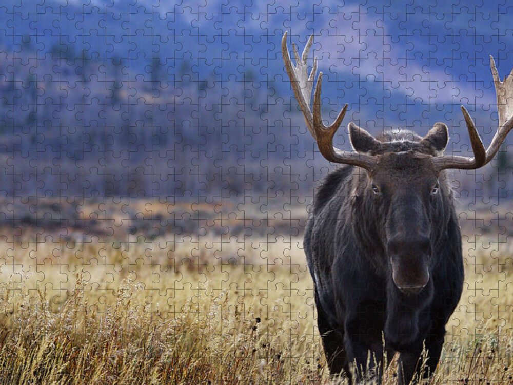Animal Jigsaw Puzzle featuring the photograph Bull Moose Life by Karen Cox