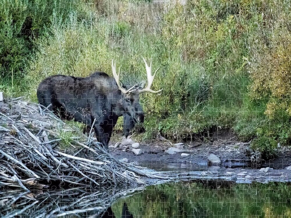 Bull Jigsaw Puzzle featuring the photograph Bull Moose near the Beaver's Lodge at Maroon Lake, No. 1 by Belinda Greb