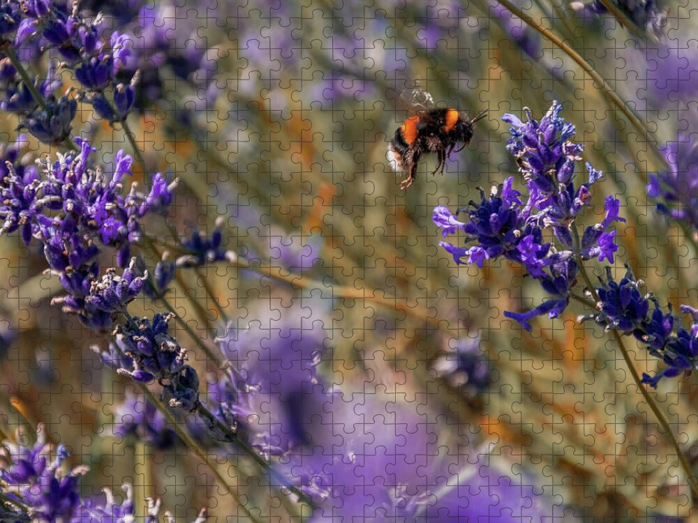  Jigsaw Puzzle featuring the photograph Bumble Bee Flying by Angela Carrion Photography