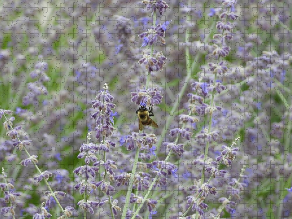 Bumble Bee Jigsaw Puzzle featuring the photograph Bumble Bee in the Lavender by Amanda R Wright