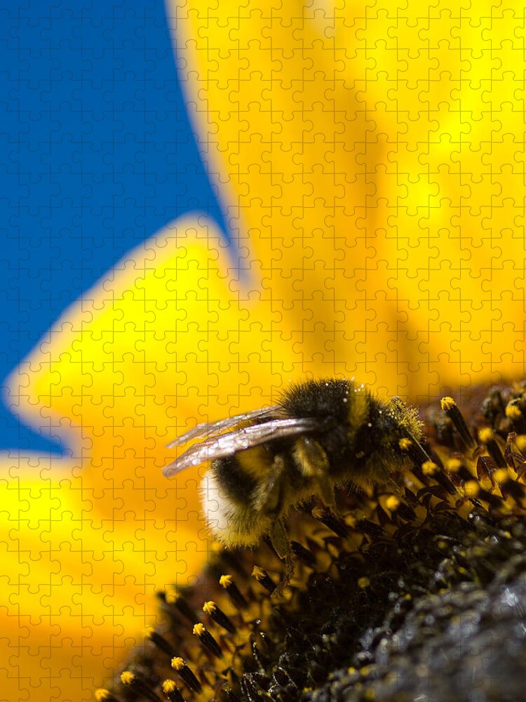 Bumblebee Jigsaw Puzzle featuring the digital art Bumblebee by Geir Rosset