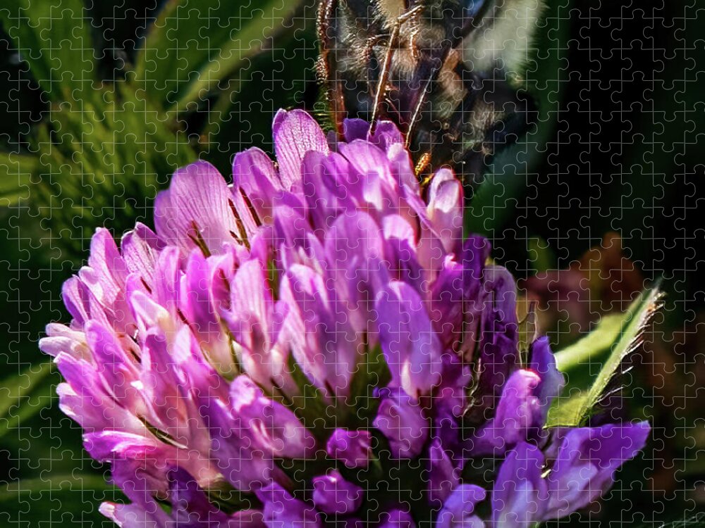 Bee Jigsaw Puzzle featuring the photograph Bumblebee on clover by Brian Shoemaker