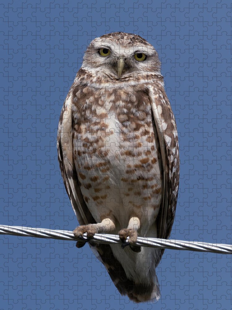 Burrowing Jigsaw Puzzle featuring the photograph Burrowing Owl on a wire by Gary Langley