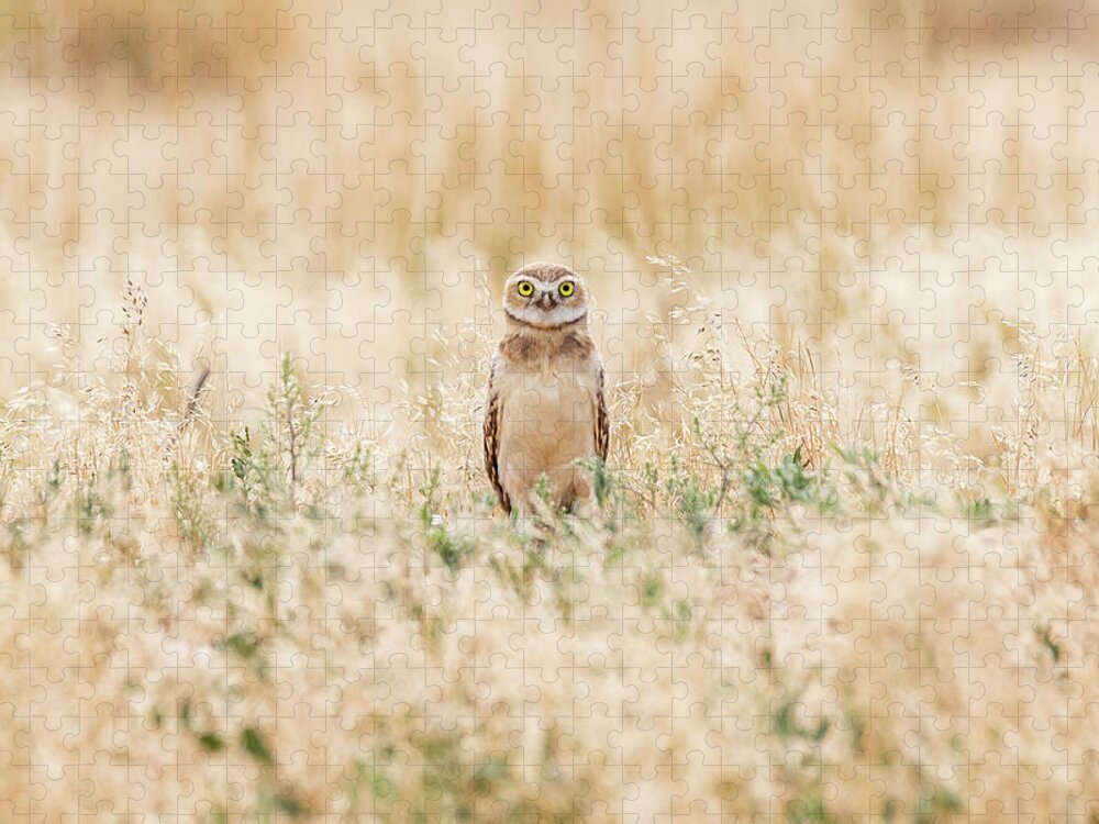 Owl Jigsaw Puzzle featuring the photograph Burrowing Owl Owlet Says Hello by Tony Hake