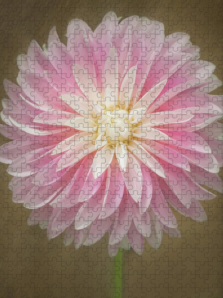 Pink Jigsaw Puzzle featuring the photograph Burst of Pink Dahlia by Sylvia Goldkranz