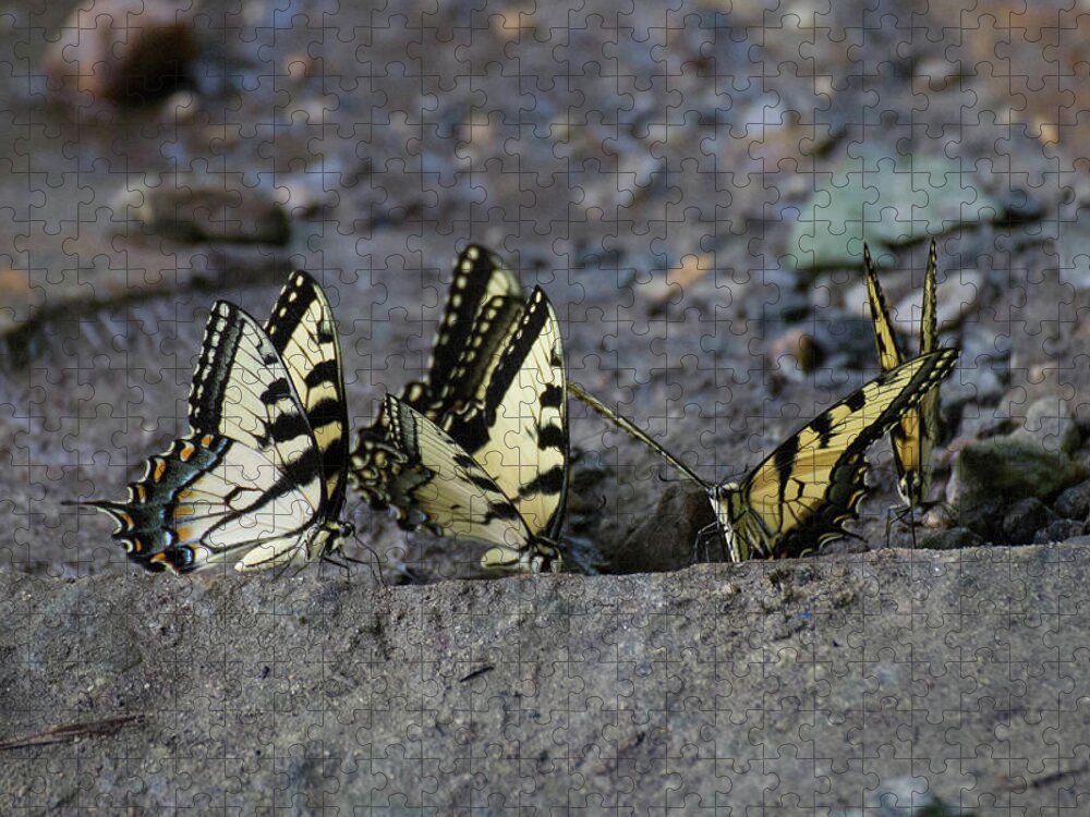 Butterflies Jigsaw Puzzle featuring the photograph Butterfly Nation Swallowtail Butterflies II by Demetrai Johnson