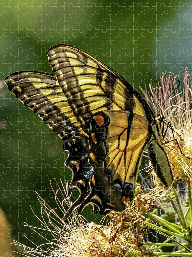 Eastern Tiger Swallowtail Butterfly Jigsaw Puzzle featuring the photograph Butterfly Wings by Rick Nelson