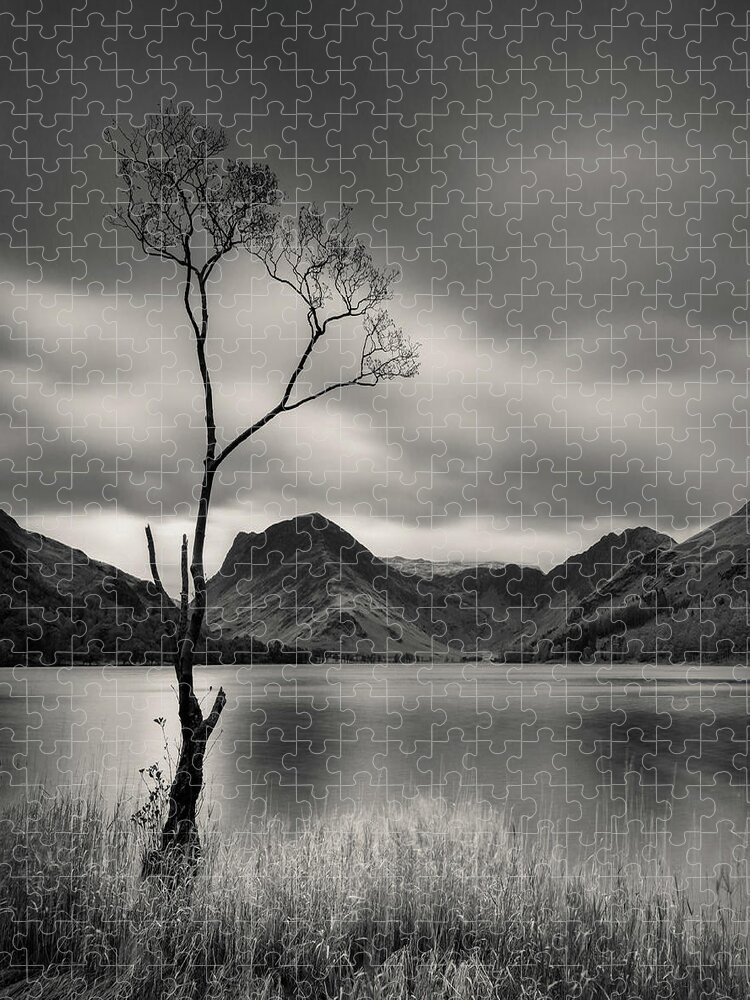 Tree Jigsaw Puzzle featuring the photograph Buttermere Tree by Dave Bowman