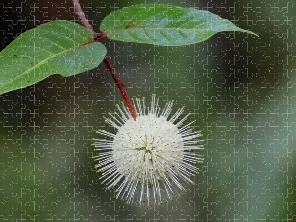 Button Bush Jigsaw Puzzle featuring the photograph Buttonbush Bloom by David T Wilkinson