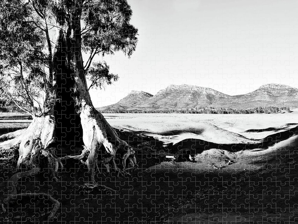 Cazneaux Tree Jigsaw Puzzle featuring the photograph Sunrise - Cazneaux Tree BW by Lexa Harpell