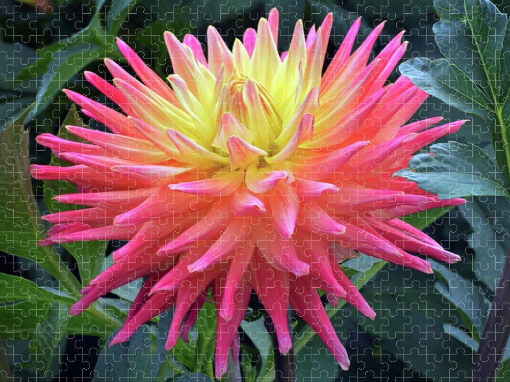 Cactus Dahlia Jigsaw Puzzle featuring the photograph Cactus Dahlia. by Terence Davis