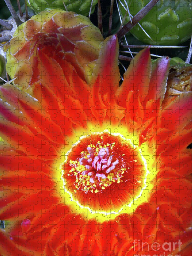 Flower Jigsaw Puzzle featuring the photograph Cactus Flower Fire by Douglas Taylor
