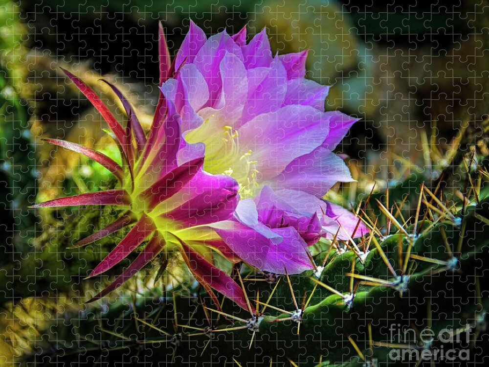 Jon Burch Jigsaw Puzzle featuring the photograph Cactus Flower by Jon Burch Photography