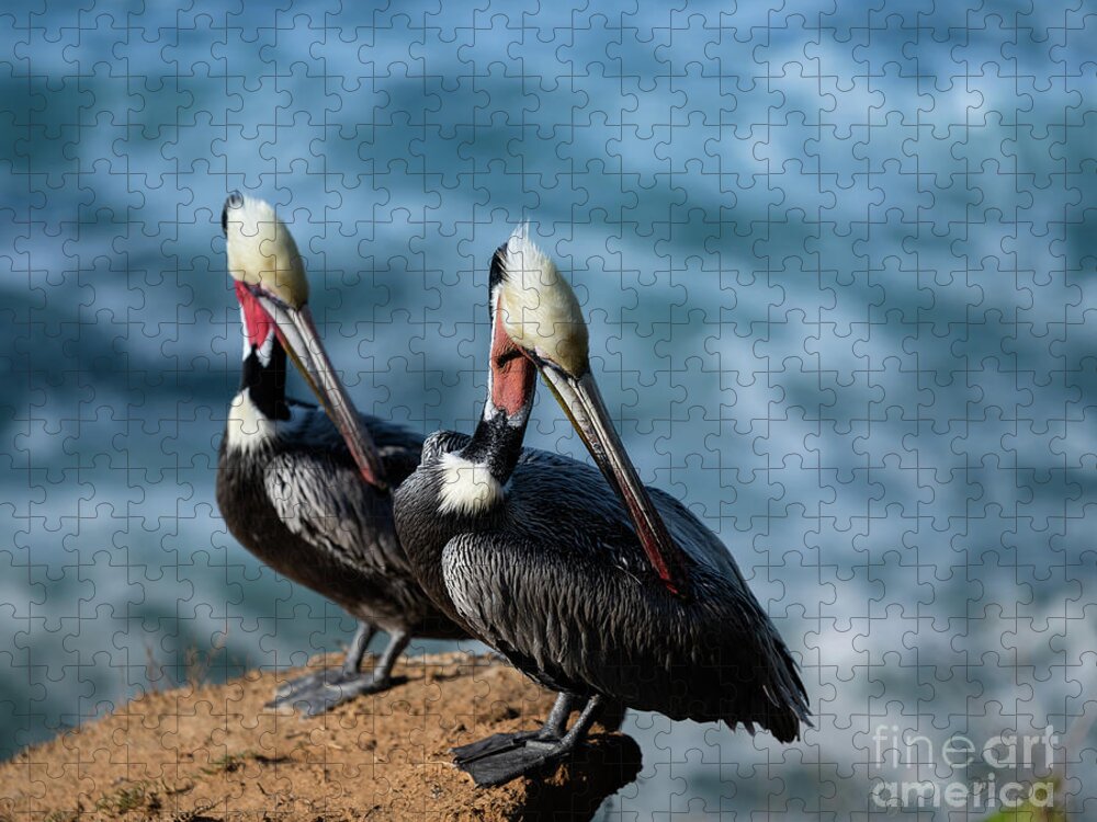 Bird Photography Jigsaw Puzzle featuring the photograph California Brown Pelicans by Abigail Diane Photography