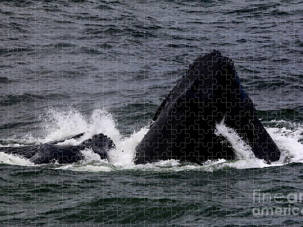 Humpback Whale Jigsaw Puzzle featuring the photograph California Coast Humpbacks II by Tony Lee