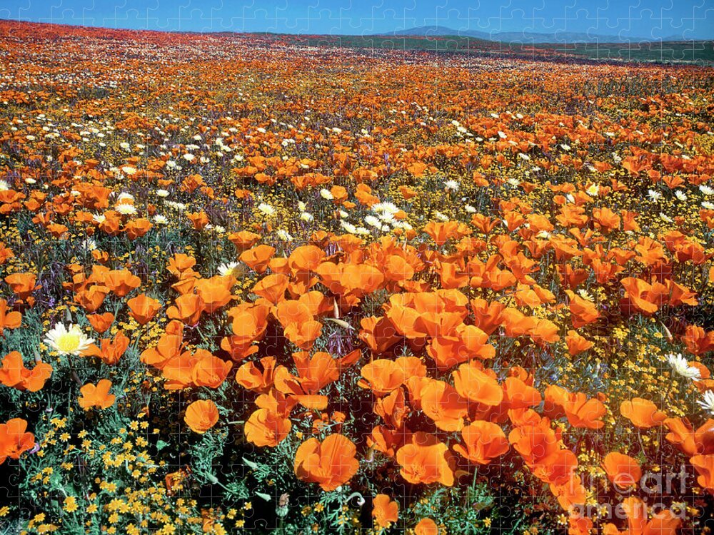Dave Welling Jigsaw Puzzle featuring the photograph California Poppies Desert Dandelions California by Dave Welling