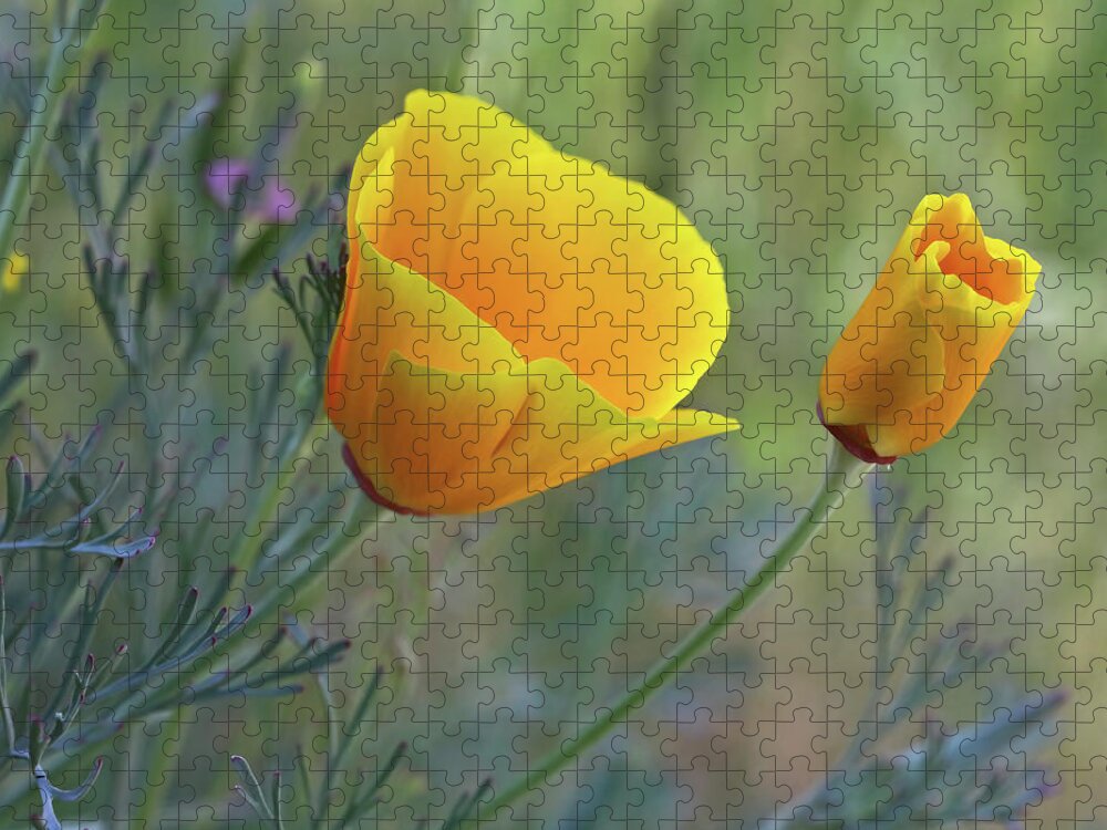  Jigsaw Puzzle featuring the photograph California Poppy #1 by Carla Brennan