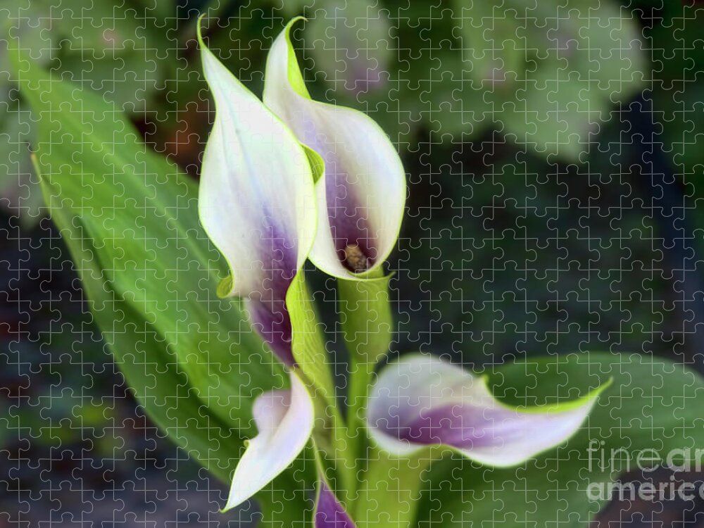 Calla Lilies Jigsaw Puzzle featuring the photograph Calla Lilies by Joan Bertucci